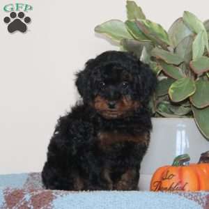 Guy, Cavapoo Puppy